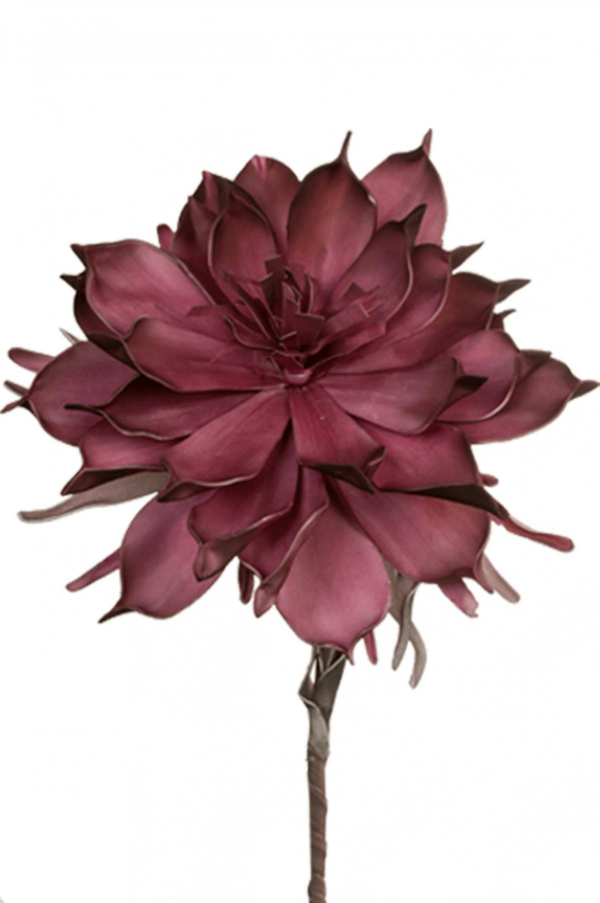 Λουλούδι Μπορντό