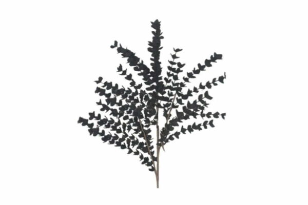 Κλαδί με λουλούδια μαύρο